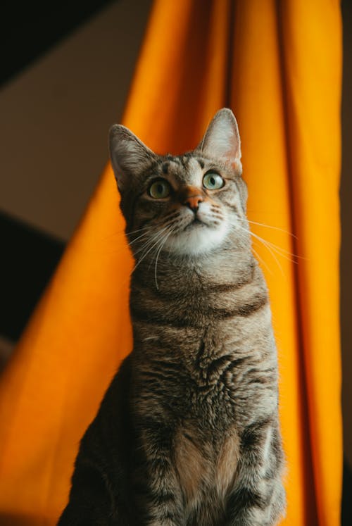 Cat Portrait on Yellow Background