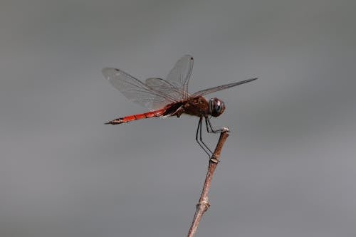 Dragonfly in Nature