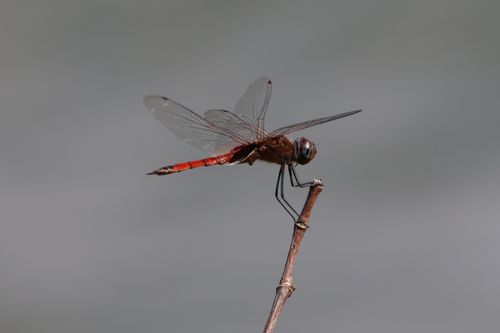Free Detailed macro shot of a red dragonfly resting on a twig against a gray background. Stock Photo