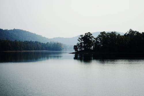 คลังภาพถ่ายฟรี ของ ต้นไม้, ทะเลสาป, ป่า