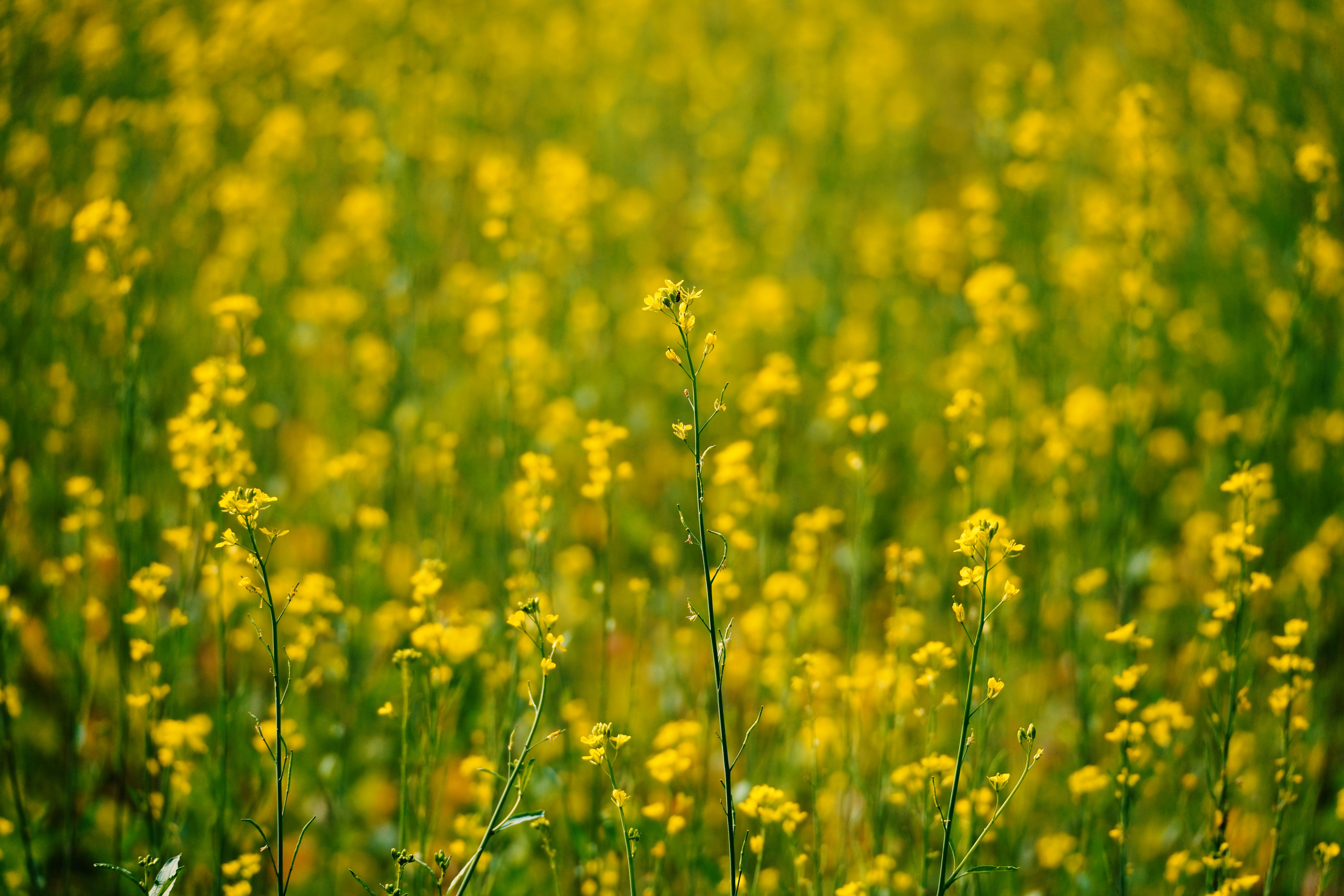 Mustard