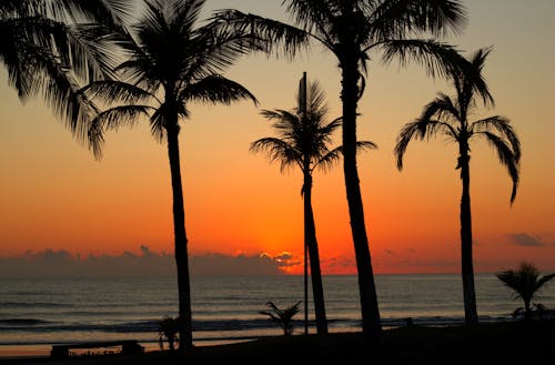 Gratis stockfoto met oceaan, omtrek, palmbomen