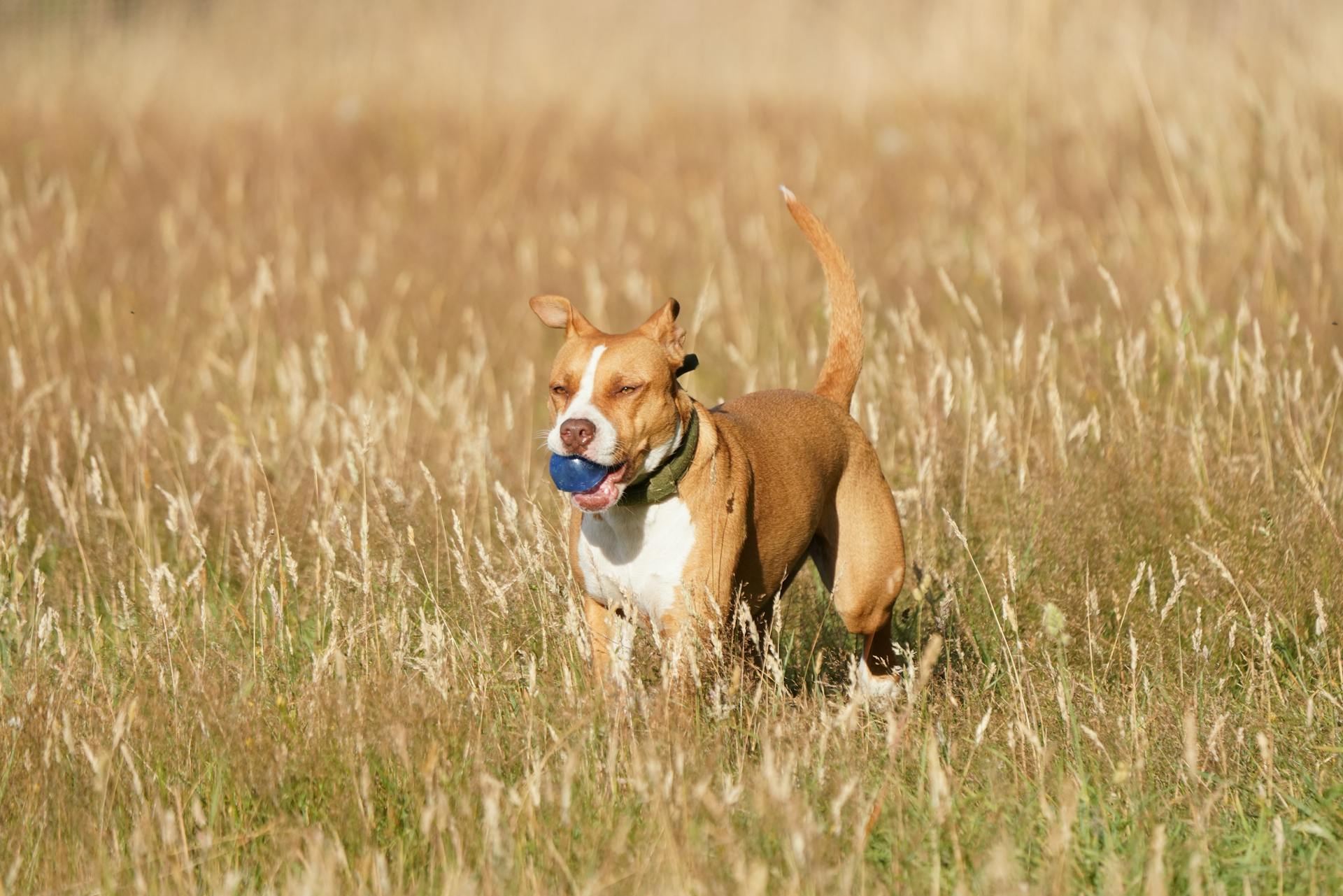 Pitbullhund håller bollen i munnen på ängen