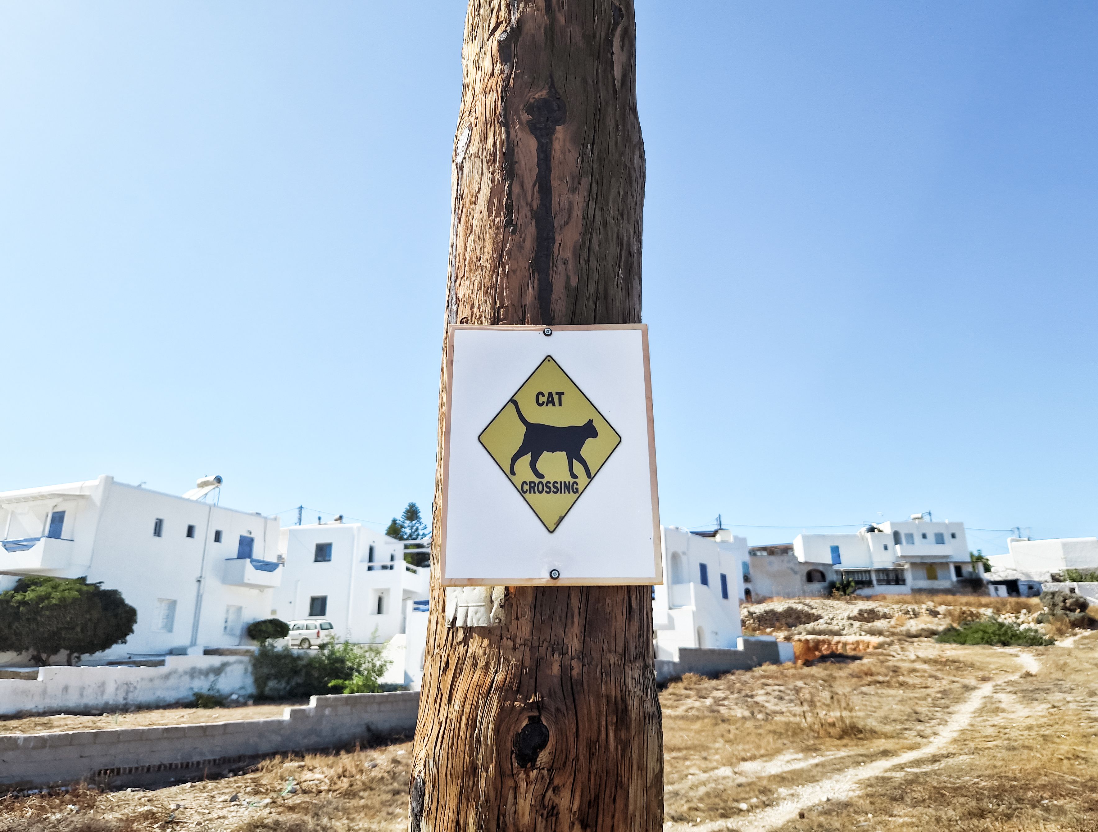 Cat Crossing Sign on Tree · Free Stock Photo