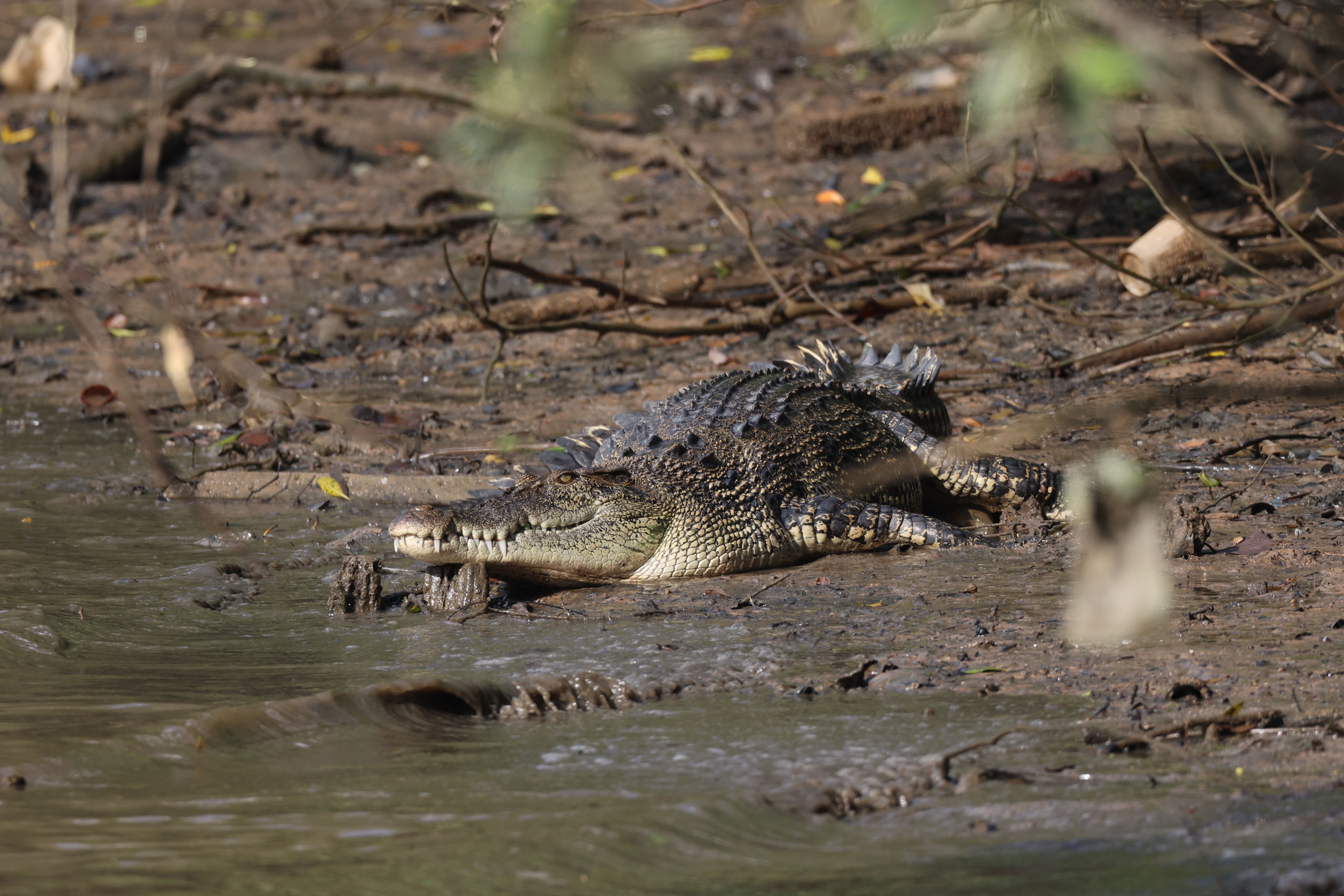 estuarine crocodile · Free Stock Photo