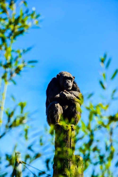 Ein Affe Sitzt Nachdenklich Auf Einem Hohen Baumstamm