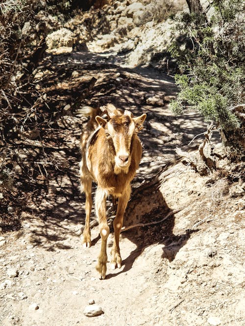 Photos gratuites de bétail, chemin rocheux, chèvre