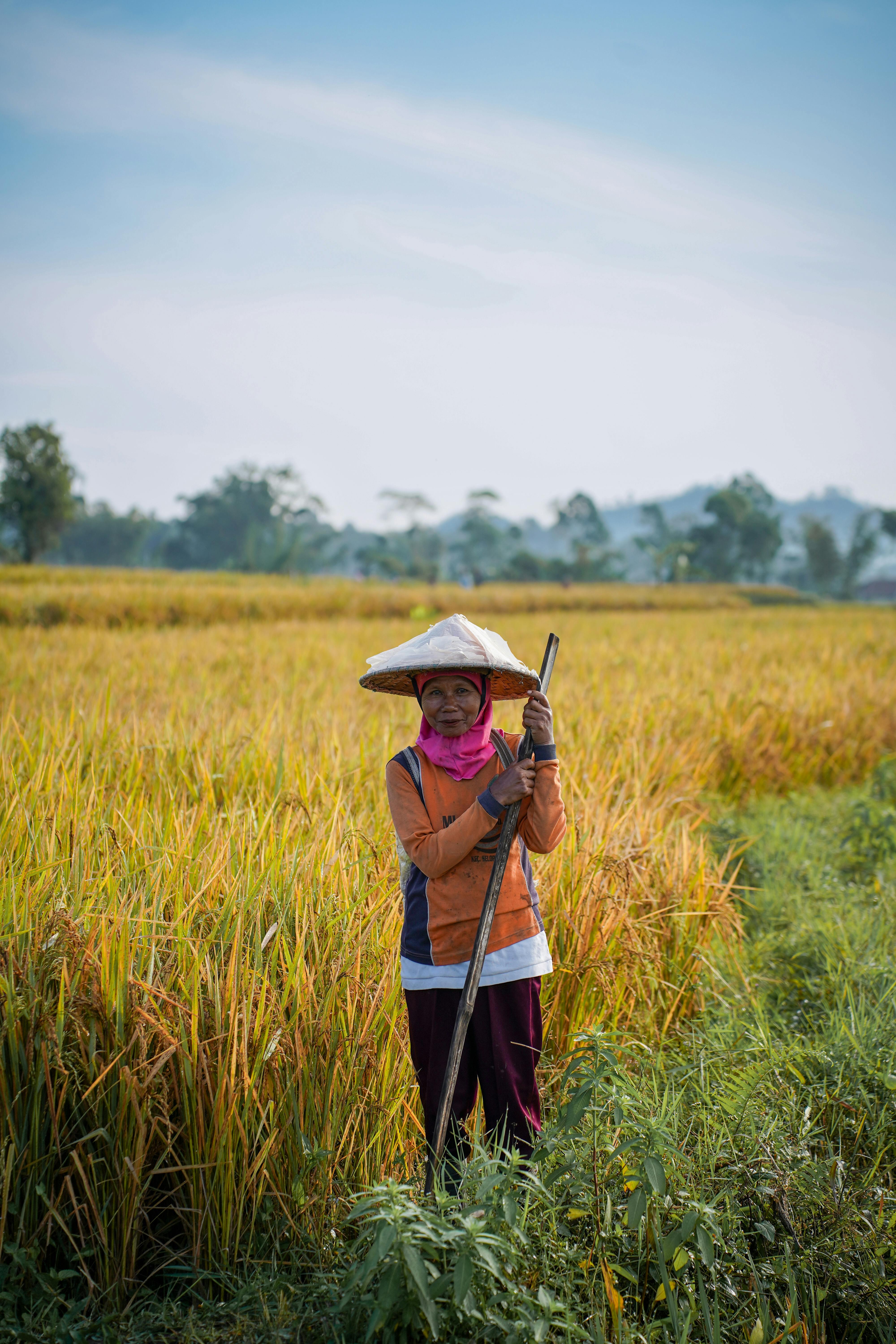 An Indonesian woman farmer with a conical hat in a rice field, showcasing rural agricultural life.