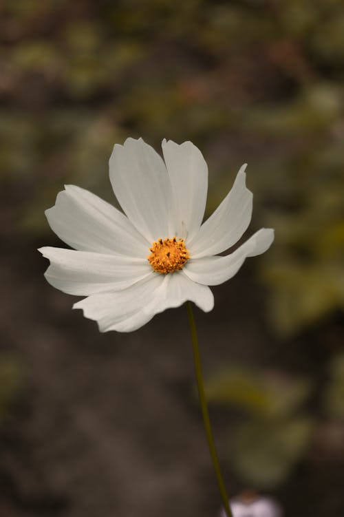 Immagine gratuita di bianco, fiore, impianto