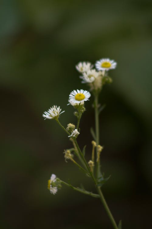 White, Thin Flowers