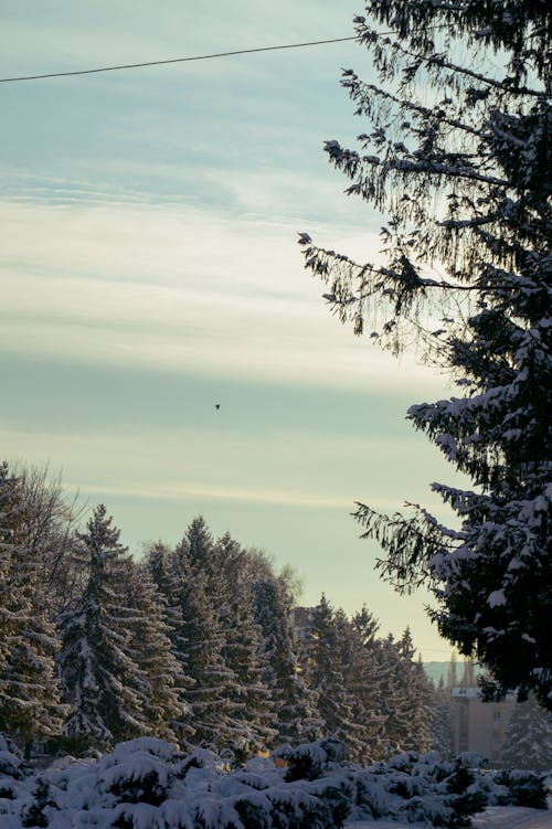 Snow-covered Conifer Trees