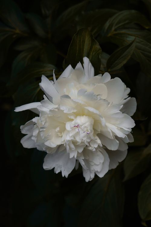 Free Stunning close-up of a white peony in full bloom against dark green leaves. Stock Photo