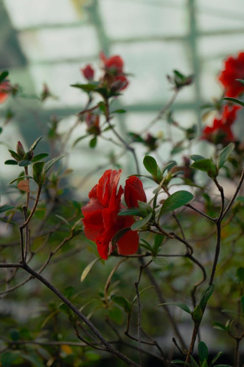 Gratis arkivbilde med blader, blomster, hage