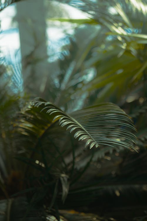 A close up of a palm tree in a tropical setting