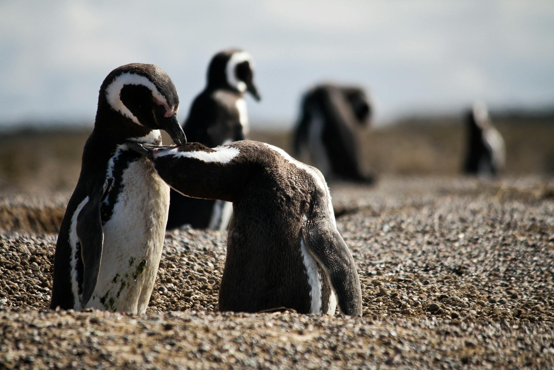 Magellanic Penguins in Nature