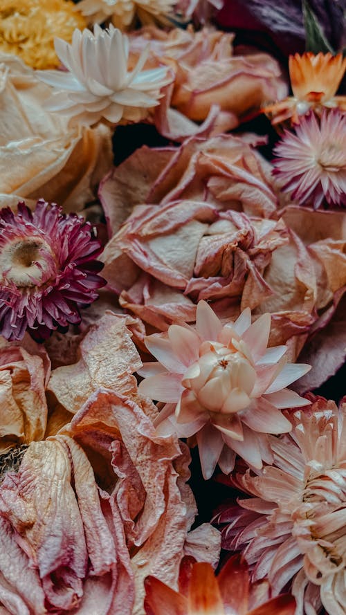 Základová fotografie zdarma na téma barevný, detail, hojnost