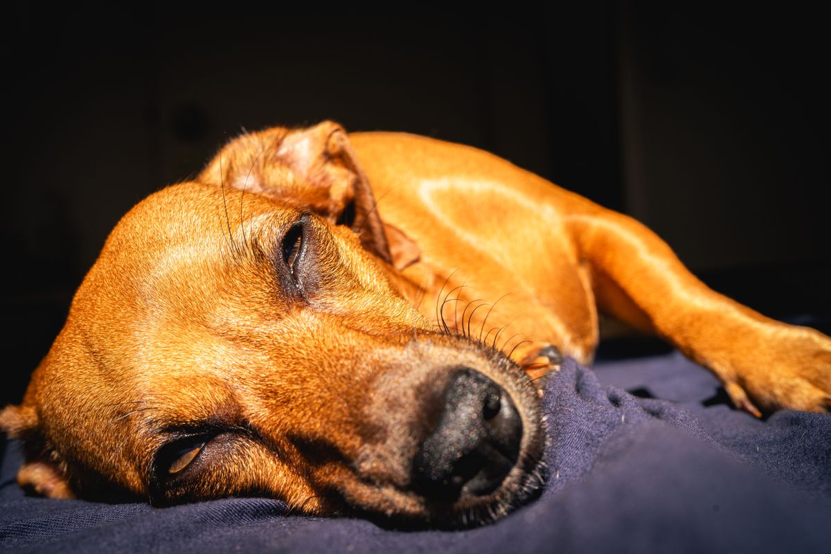 Brown dog resting on a blanket in warm indoor sunlight