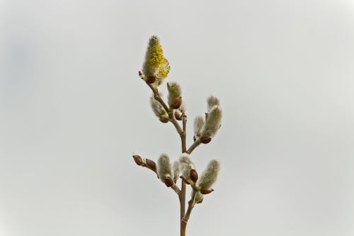 Imagine de stoc gratuită din detaliu, floare, înflorit