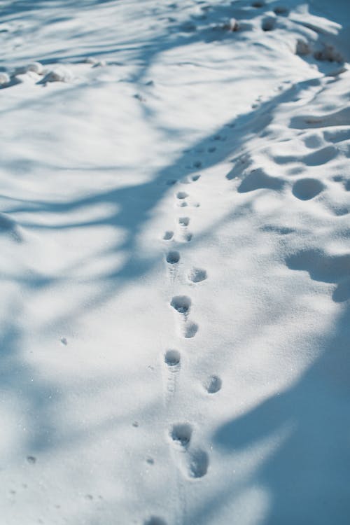 Paw Prints in the Snow