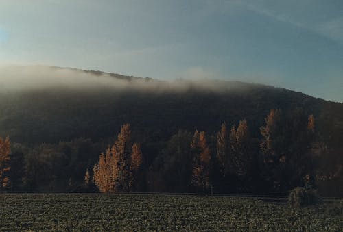 Foto profissional grátis de área, colina, floresta