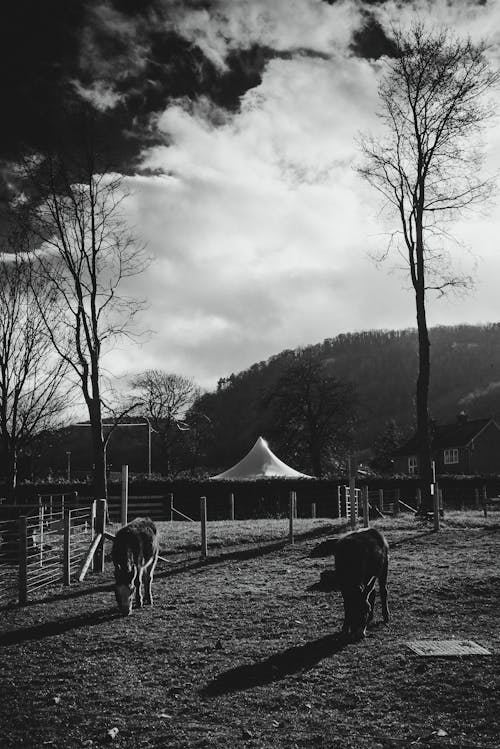 Grayscale Photo of Cattle on Field Near Bare Tree