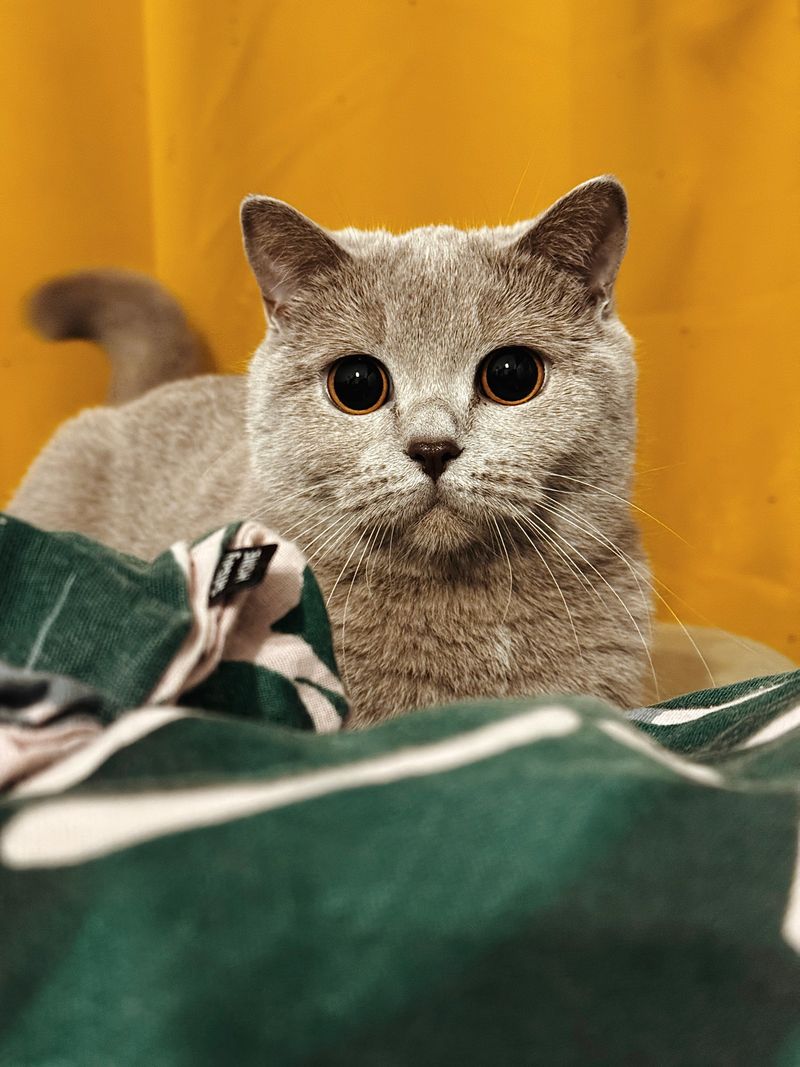 British Shorthair cat portrait for everyday care