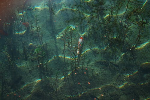 Foto profissional grátis de animal, embaixo da água, mar