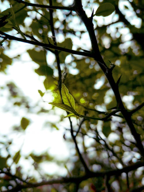 Green Leaf on Twig of Tree