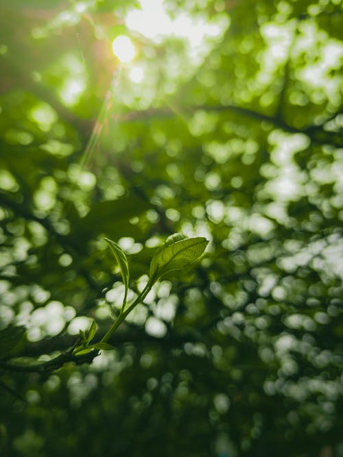 Základová fotografie zdarma na téma bokeh, příroda, růst