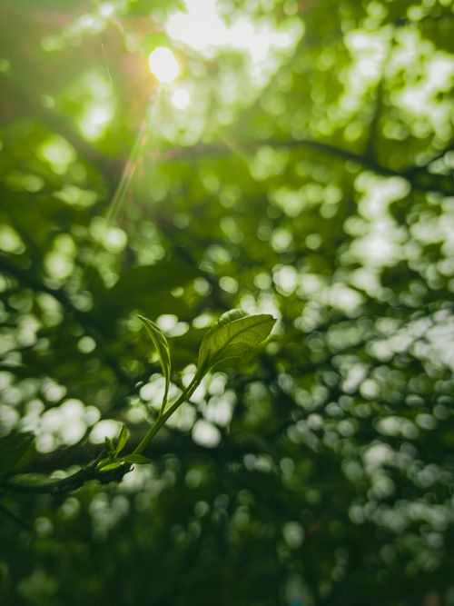 Free Vibrant green leaf basking in sunlight, surrounded by bokeh of lush foliage. Stock Photo
