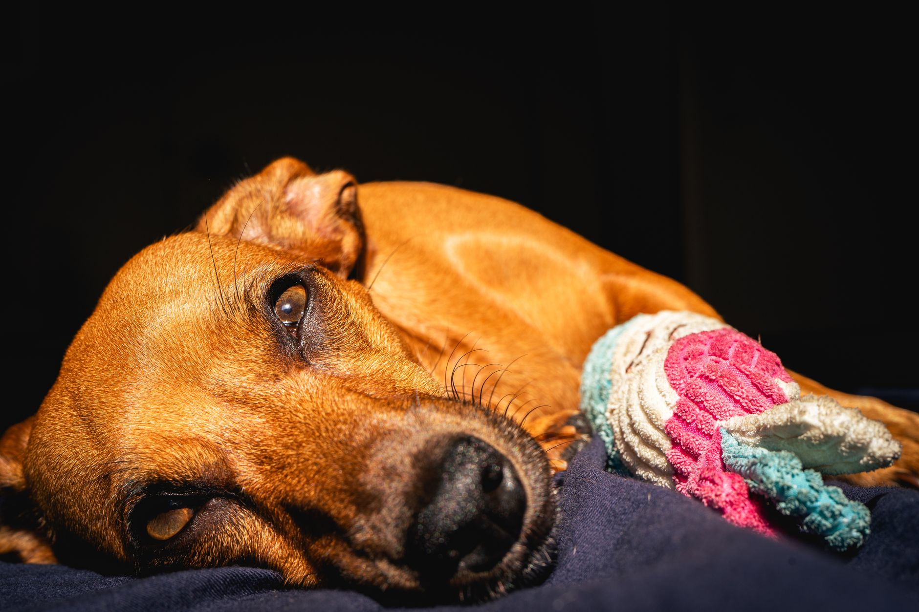 Schattige hond ligt binnen met een kleurrijk kauwspeeltje, zich koesterend in warm licht.