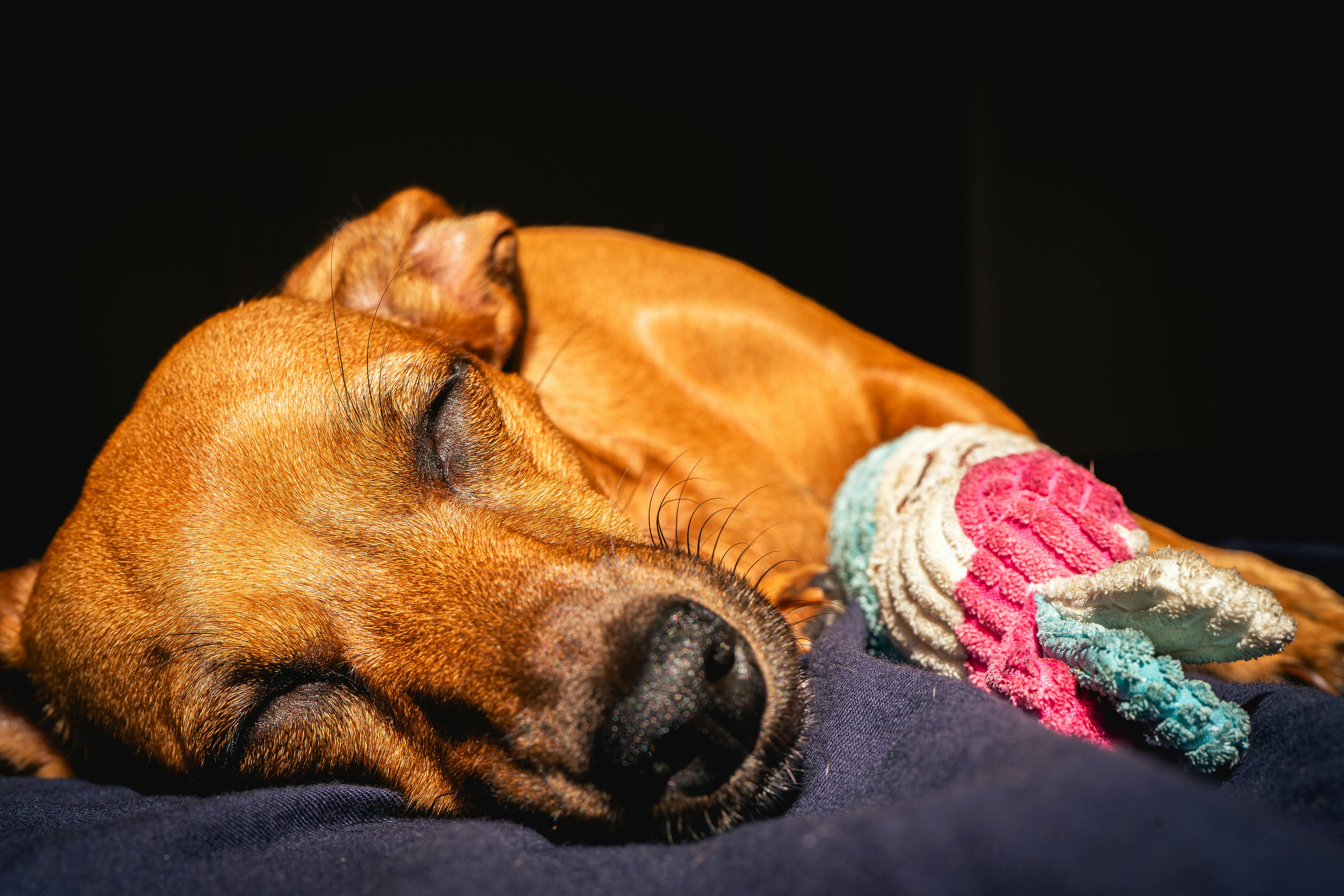 Why undisturbed sleep is important to brain injury recovery — Photo by Sonny Vermeer on Pexels