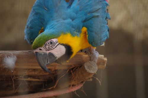 Free A curious blue and yellow macaw playfully perches on a branch, showcasing its vibrant colors. Stock Photo