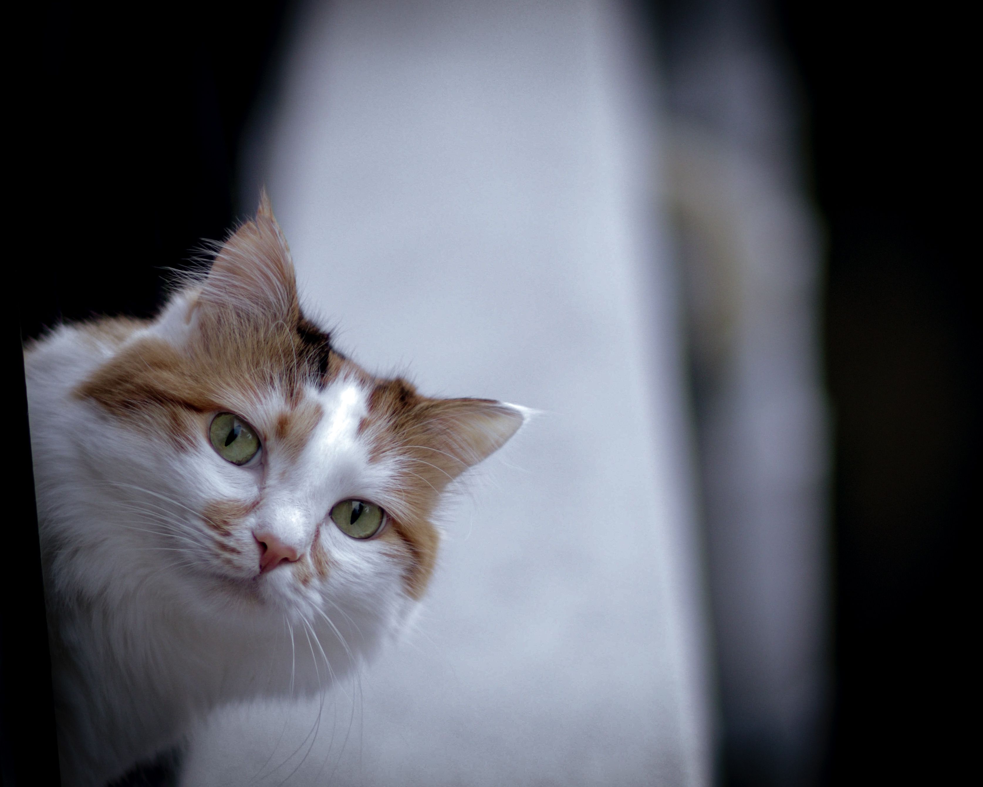Portrait of a cat at a veterinary clinic
