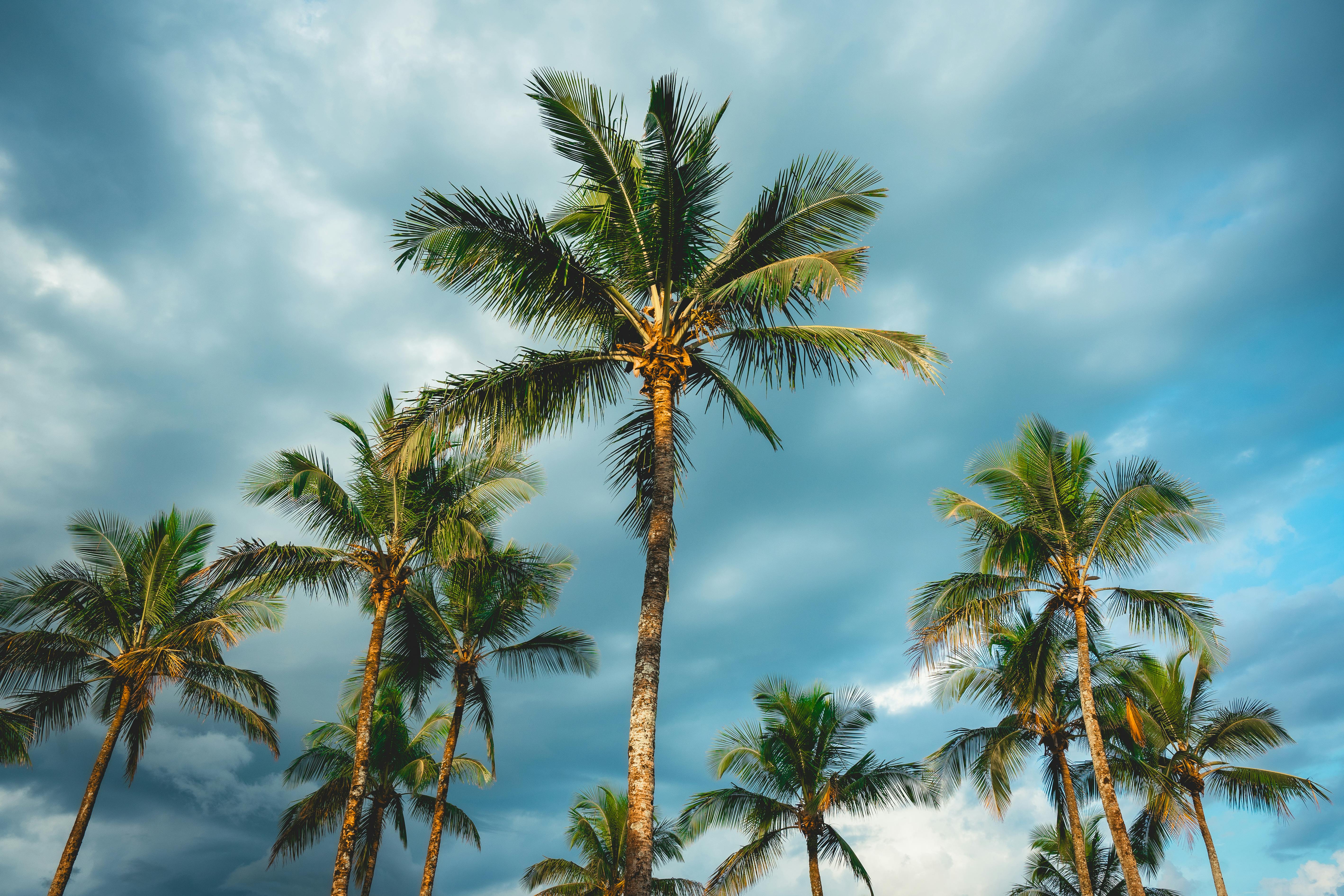 palmtrees with a cloudy sky in the background bertioga sao paulo brazil