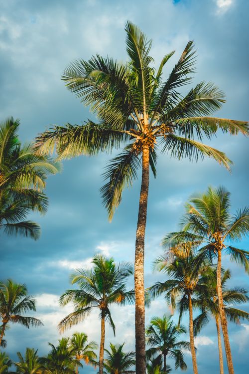 Free Palm trees sway under a cloudy sky in Bertioga, capturing the essence of a tropical paradise. Stock Photo
