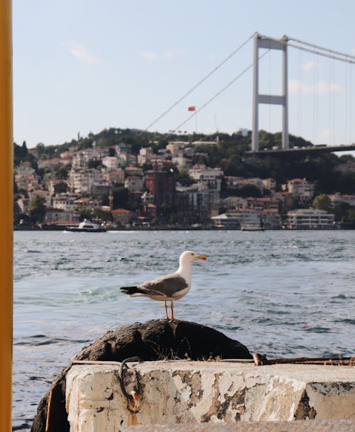 Seagull on Black Rock by Bosporus Strait in Turkey