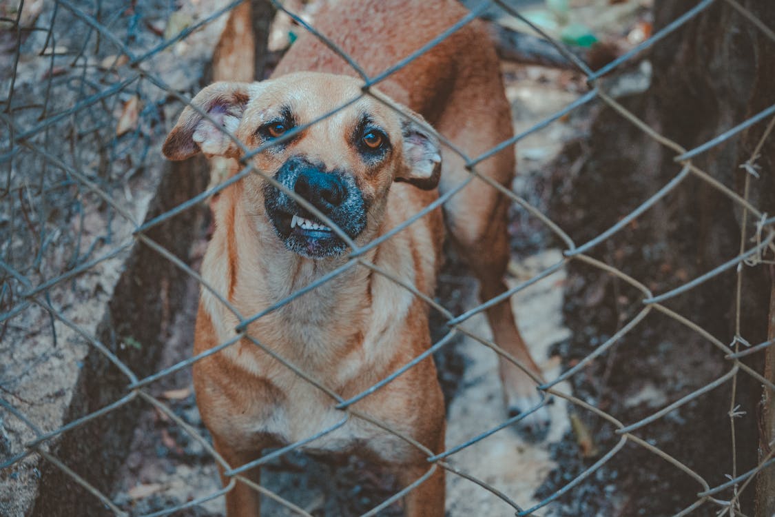 Chien à Côté Du Mur De Maillons De Chaîne