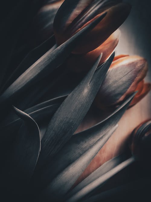 Tulips in black and white on a wooden table