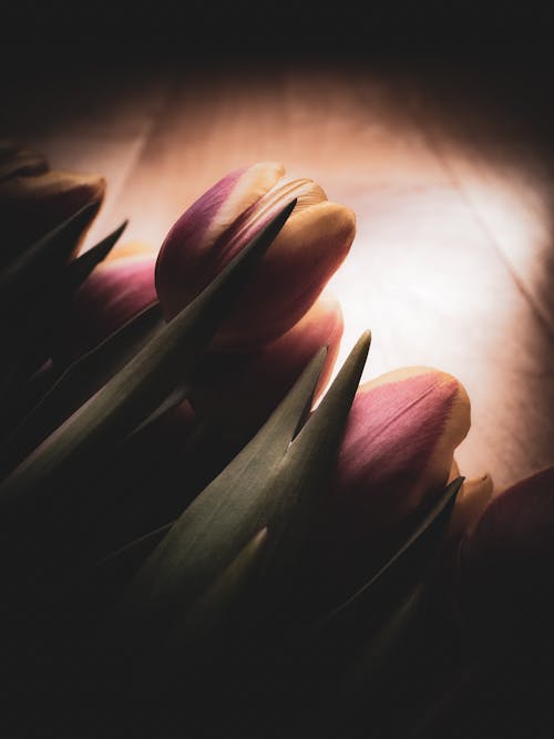 Tulips in a vase on a table