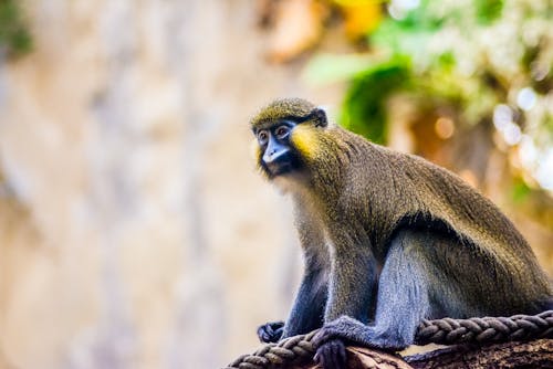 Monkey in Zoo Enclosure