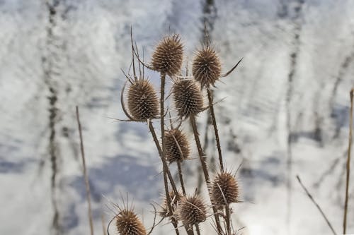 Gratis lagerfoto af blomst, teasel, tør blomst