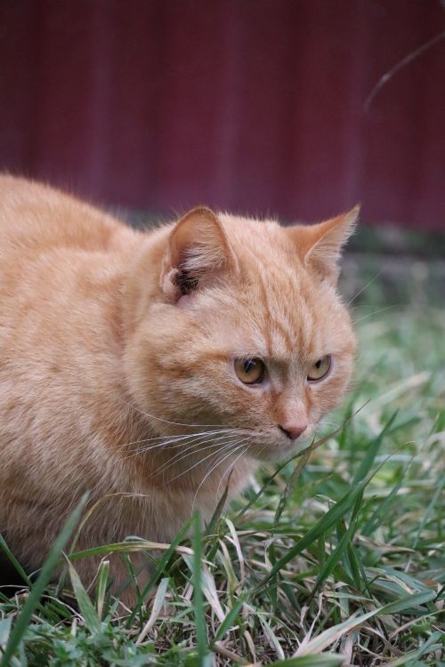 Free A detailed portrait of an orange cat crouching on green grass, captured outdoors. Stock Photo