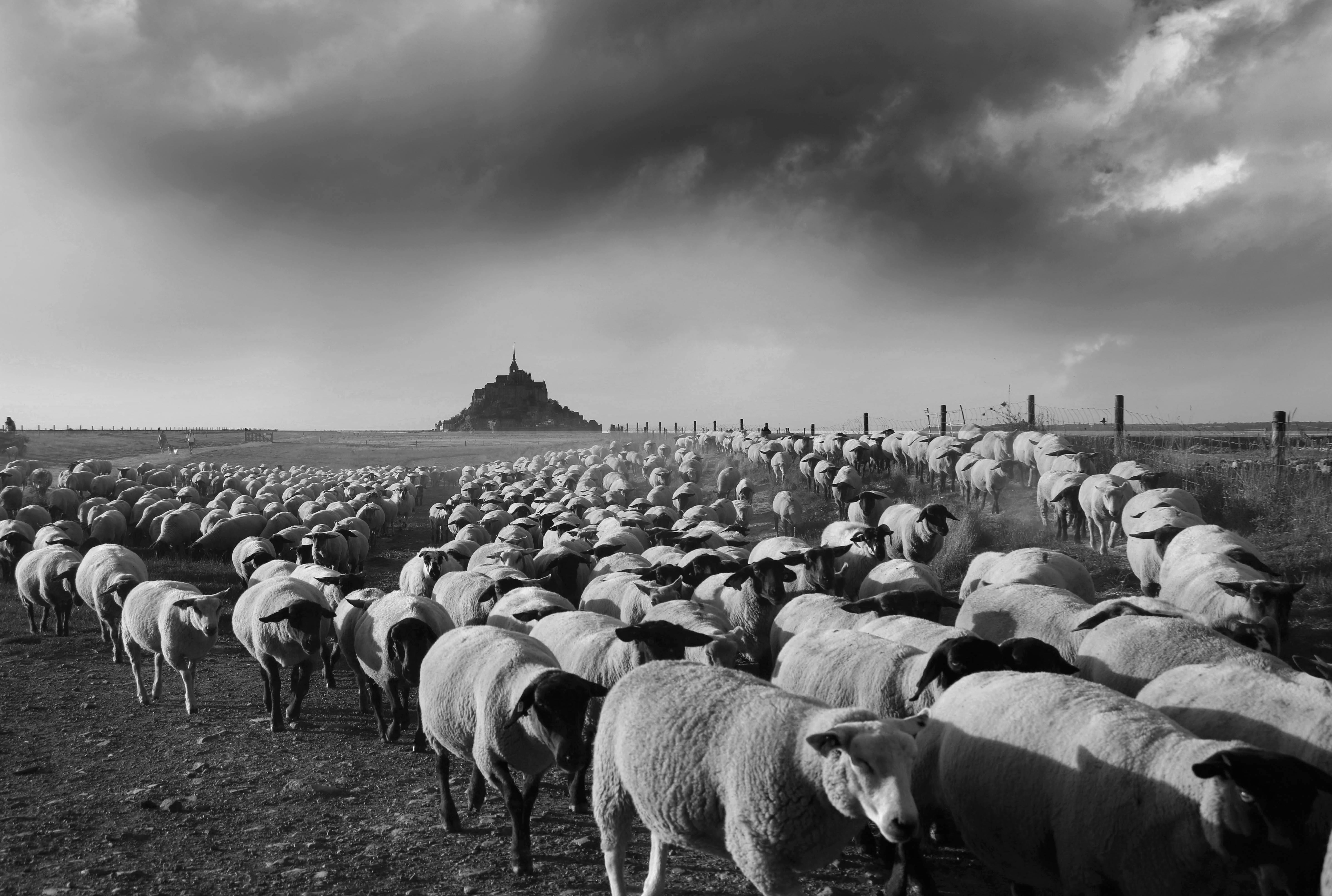 Black and white photo of a sheep flock with Mont-Saint-Michel in the distance.