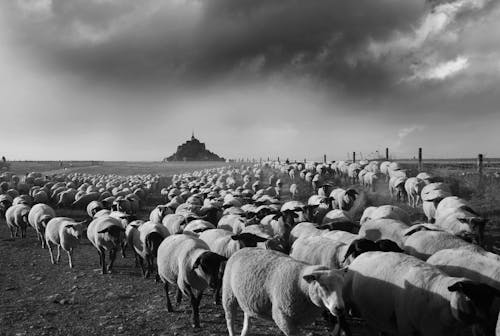 retour des moutons au Mont Saint Michel
