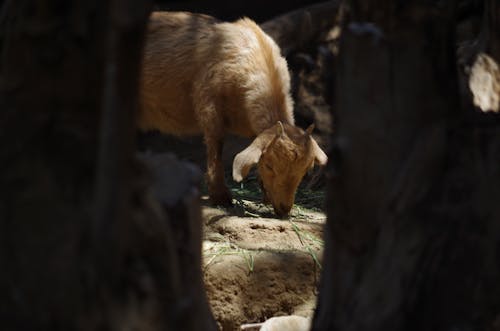 Foto stok gratis fotografi binatang, kambing, musim panas