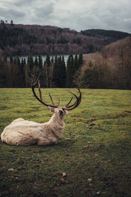 Gratis stockfoto met achteraanzicht, bomen, Bos