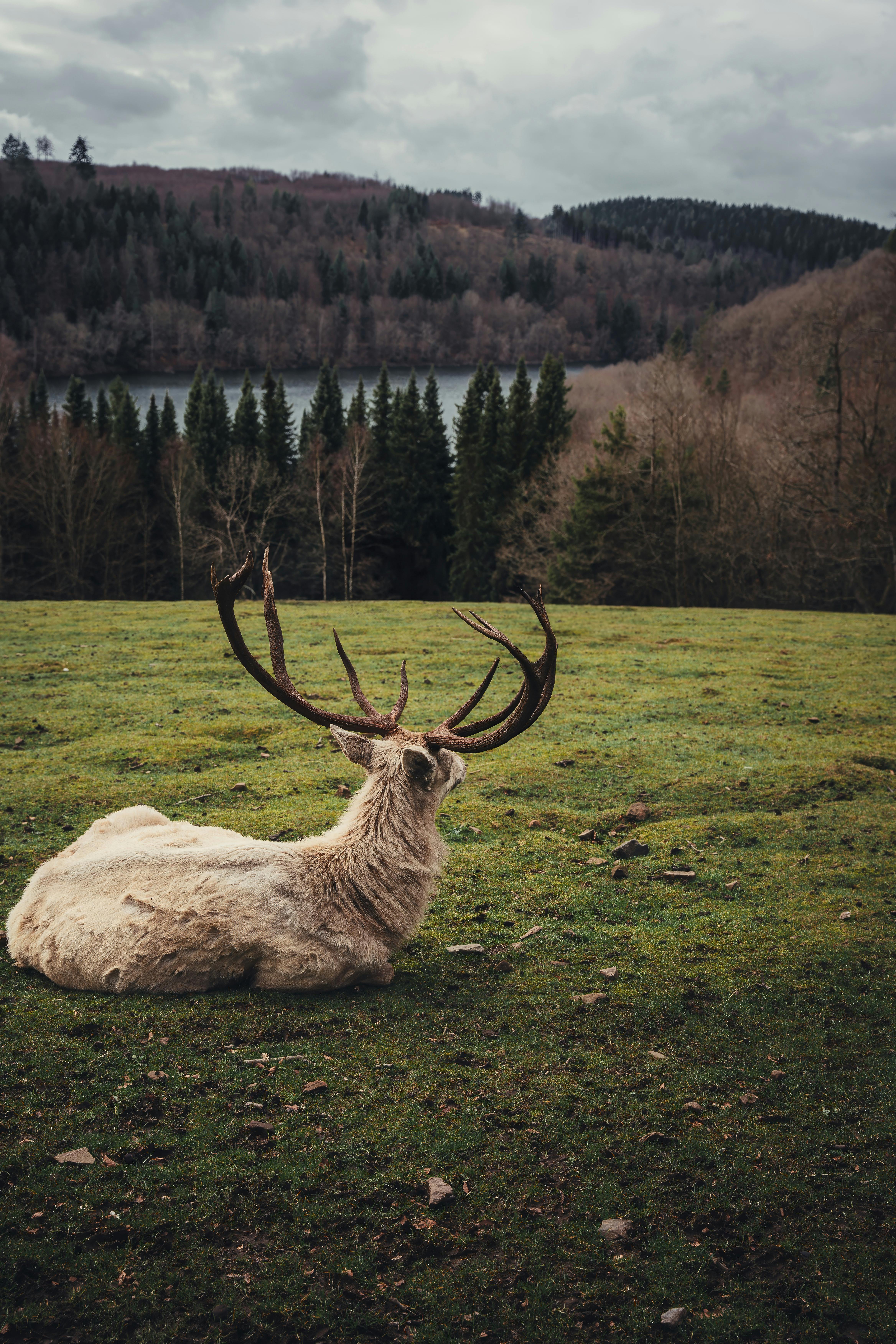 grátis Foto profissional grátis de amigo do ambiente, animal selvagem, ao ar livre Foto profissional
