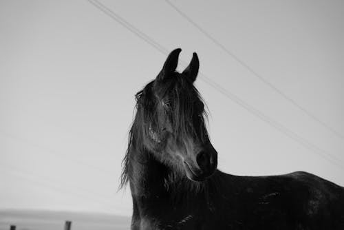 Δωρεάν στοκ φωτογραφιών με άλογο, ασπρόμαυρο, ζωικά