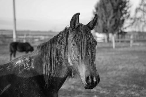 Бесплатное стоковое фото с лошадь, ограда, природа